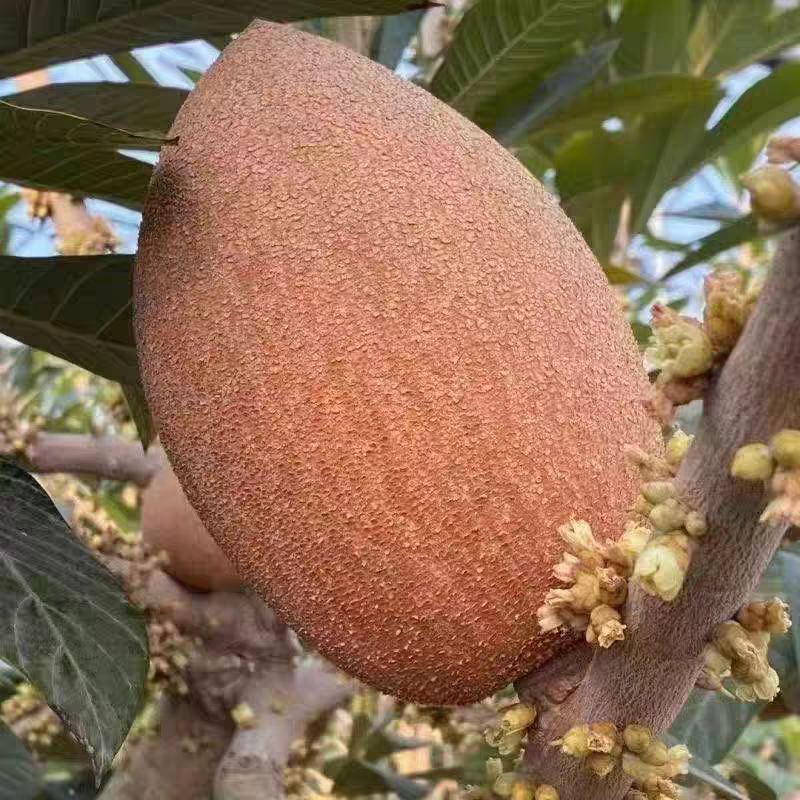 嫁接妈咪果苗果树南方种植盆栽庭院阳台马梅果苗广西发货带土