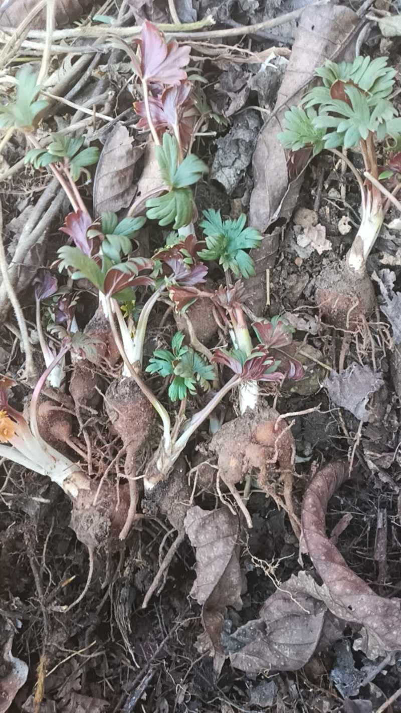 来自云南1700米以上高海拔野生药材。乌药要鲜货的老板来