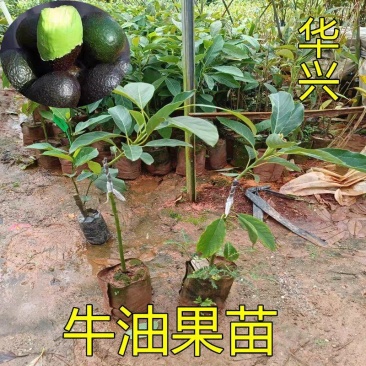 牛油果苗嫁接树苗南方庭院种植哈斯牛油果树苗带土带叶广西发