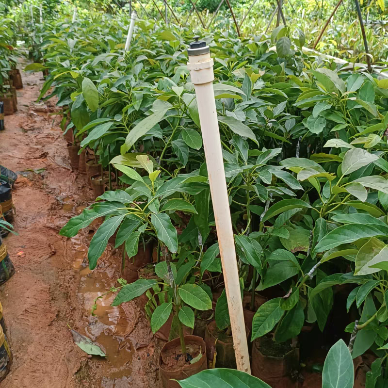 牛油果苗嫁接树苗南方庭院种植哈斯牛油果树苗带土带叶广西发