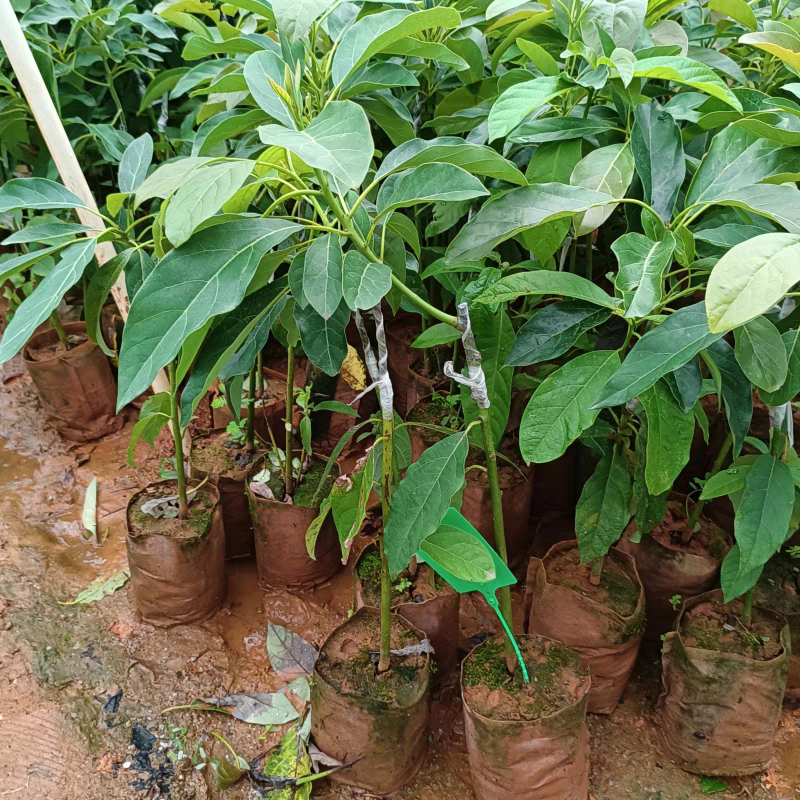 牛油果苗嫁接树苗南方庭院种植哈斯牛油果树苗带土带叶广西发