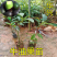 牛油果苗嫁接树苗南方庭院种植哈斯牛油果树苗带土带叶广西发