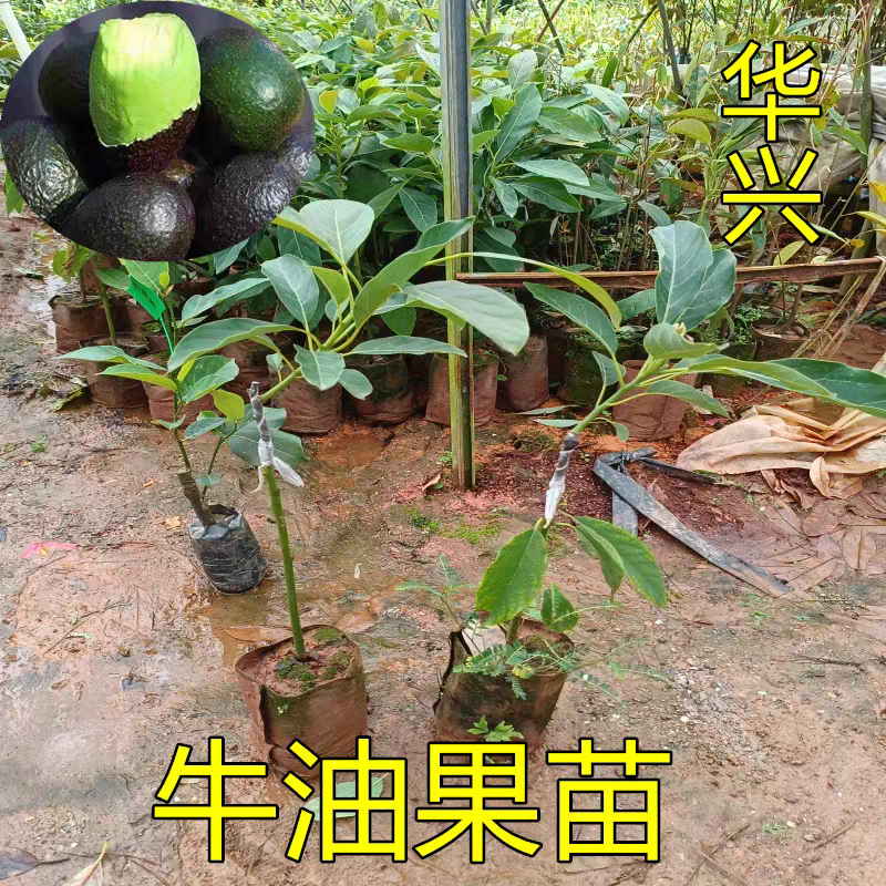 牛油果苗嫁接树苗南方庭院种植哈斯牛油果树苗带土带叶广西发