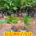 新品种印尼红菠萝蜜苗嫁接木菠萝苗干包红肉1菠萝蜜带土