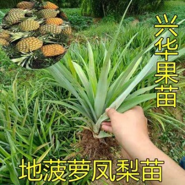 西瓜凤梨苗台湾金砖十六号甜蜜蜜凤梨苗有根包邮好种易活