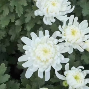 常年批发白菊花黄菊花