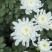 常年批发白菊花黄菊花