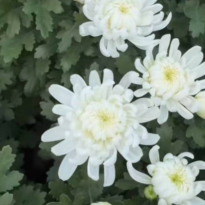 常年批发白菊花黄菊花