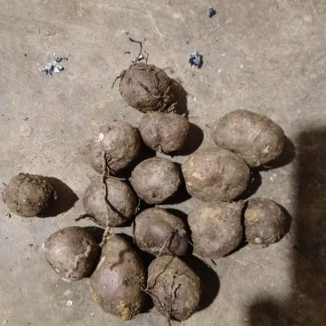 三叶青果精品