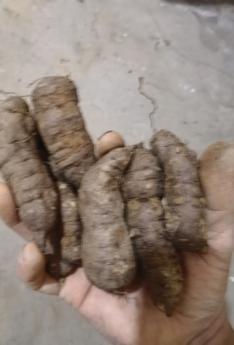 贵州精品三叶青长条，品质保证产地直发，量大从优