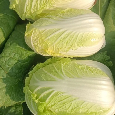 云南大小娃娃菜