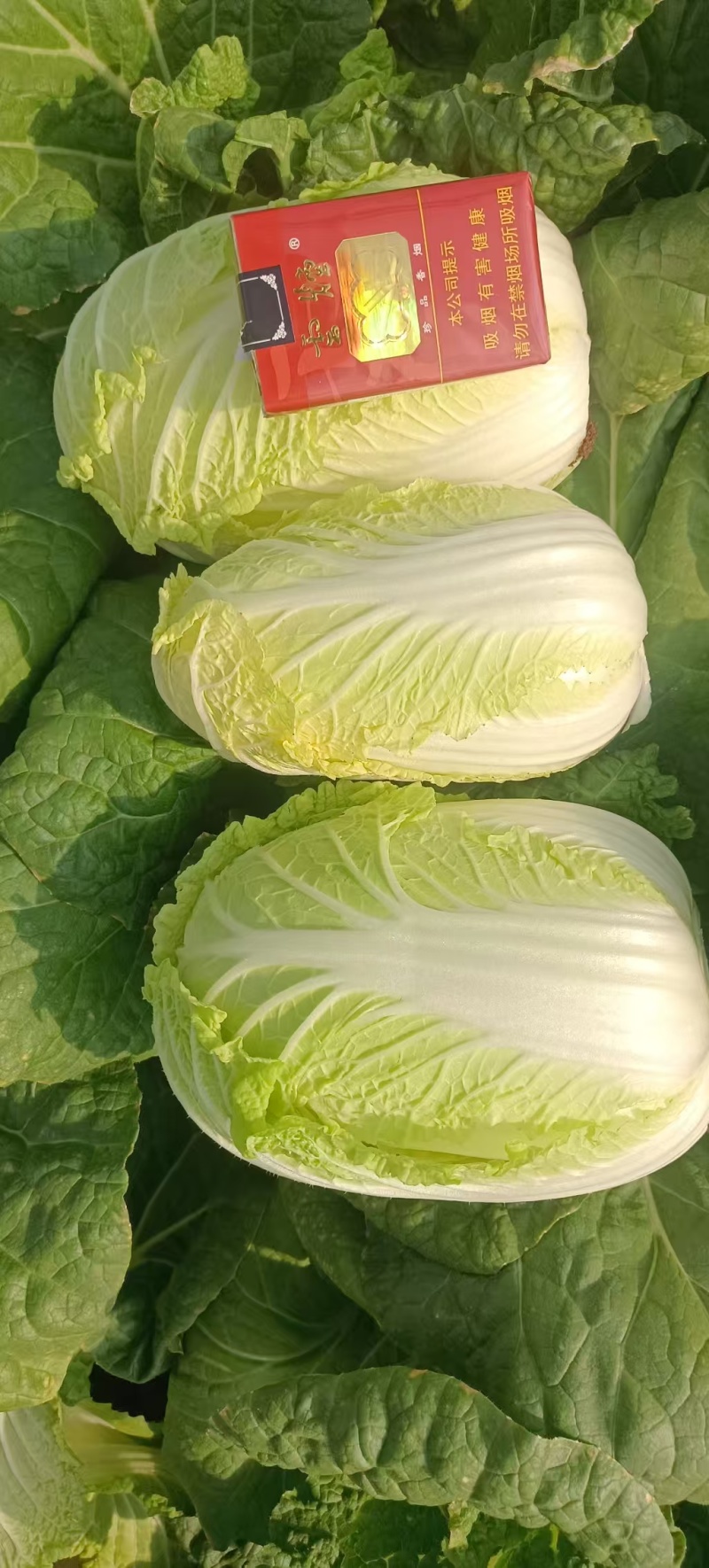 云南大小娃娃菜