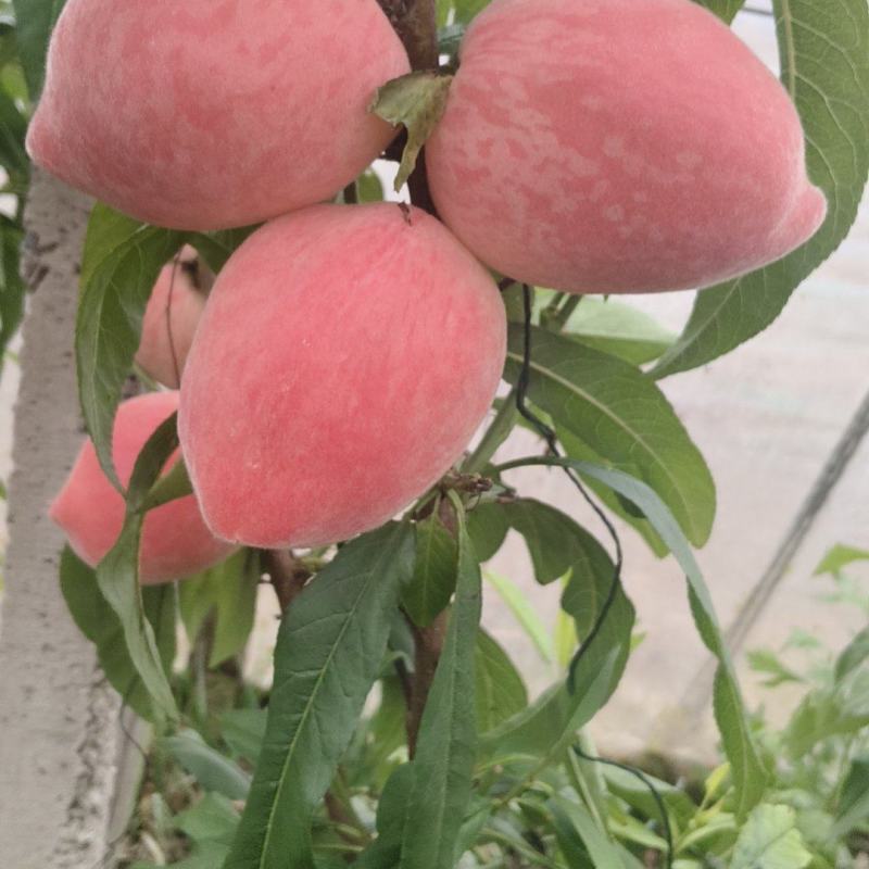 温室棚桃