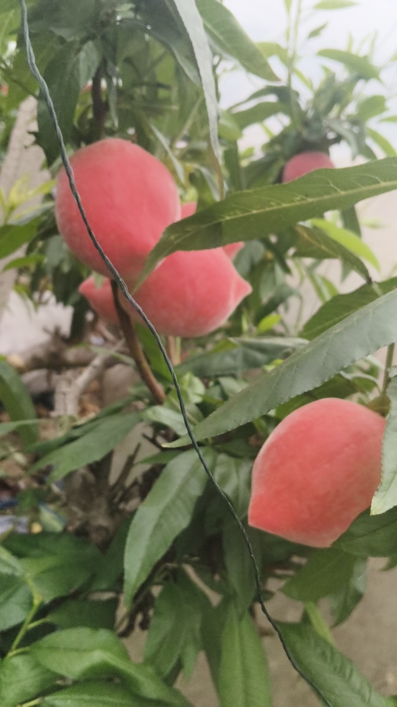温室棚桃