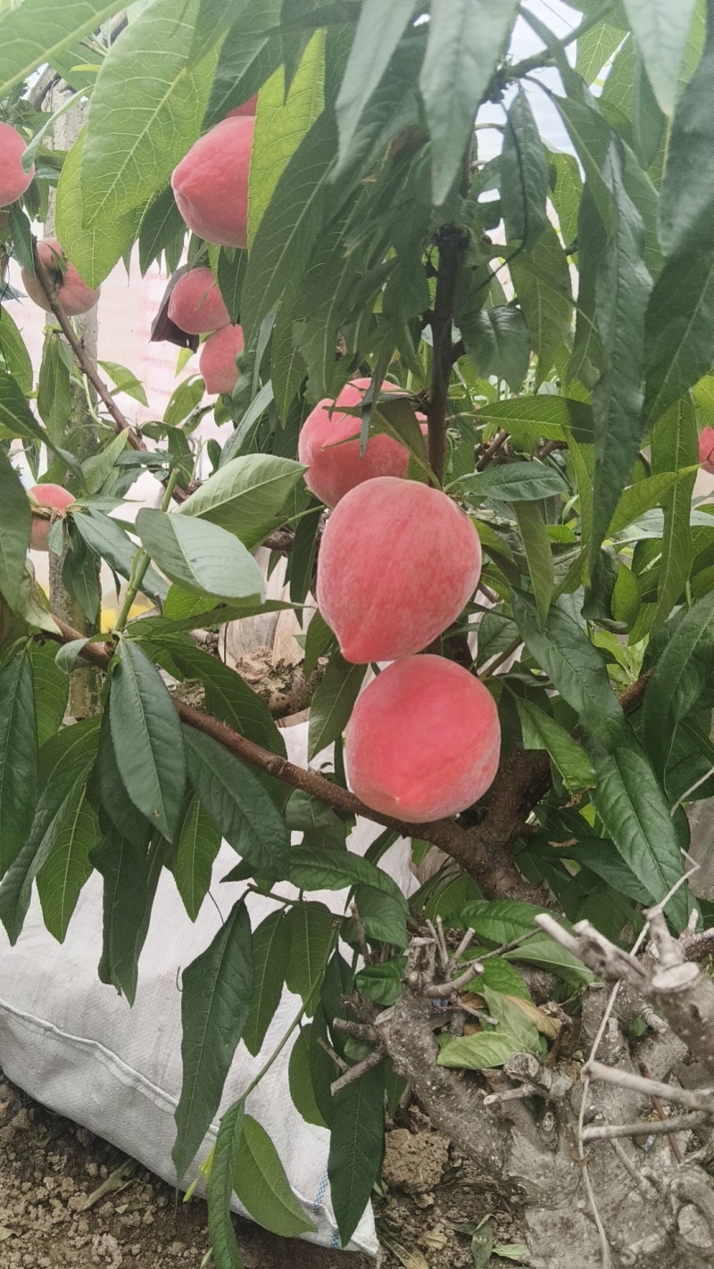 温室棚桃