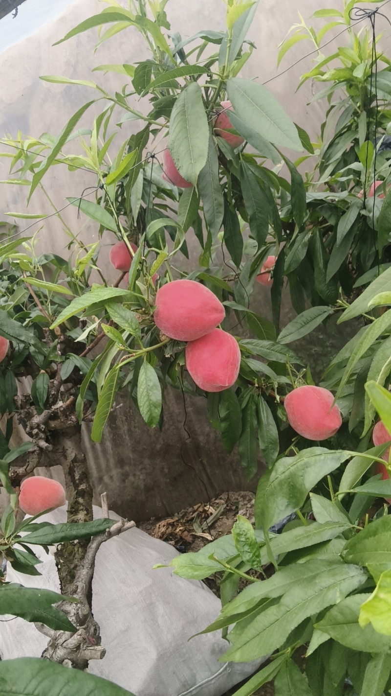 温室棚桃