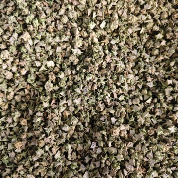 蒺藜，颜色好看全部撞掉刺。安徽亳州产地直供