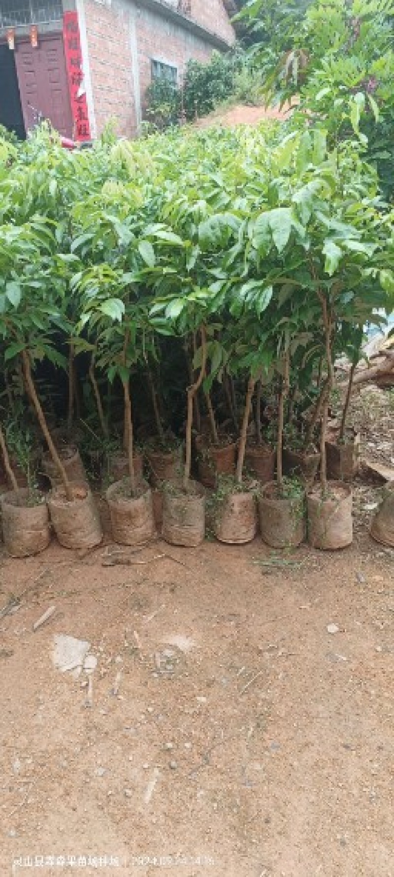 仙进奉，水荔，岭丰糯，情人荔，无核荔，桂花香，妃子笑