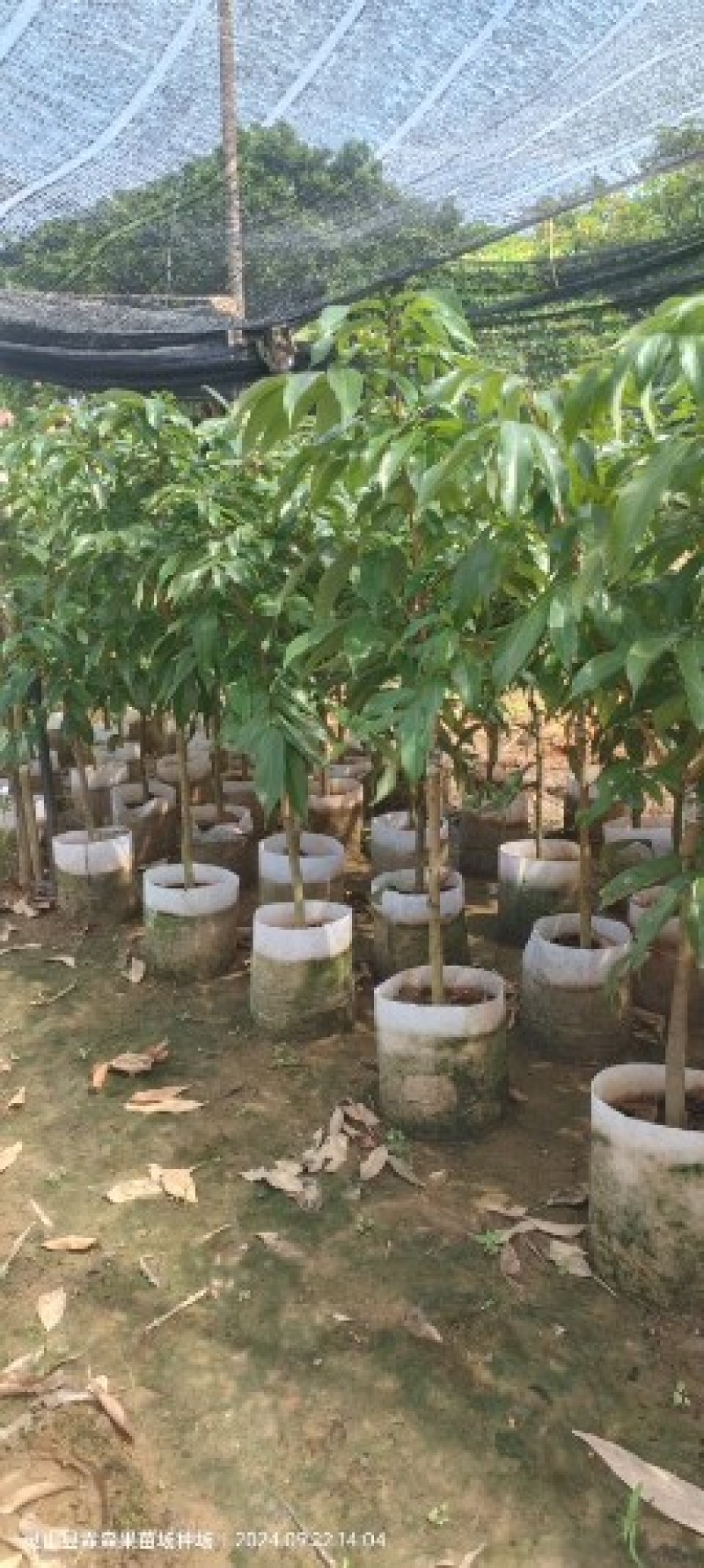 仙进奉，水荔，岭丰糯，情人荔，无核荔，桂花香，妃子笑