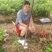 仙进奉，水荔，岭丰糯，情人荔，无核荔，桂花香，妃子笑