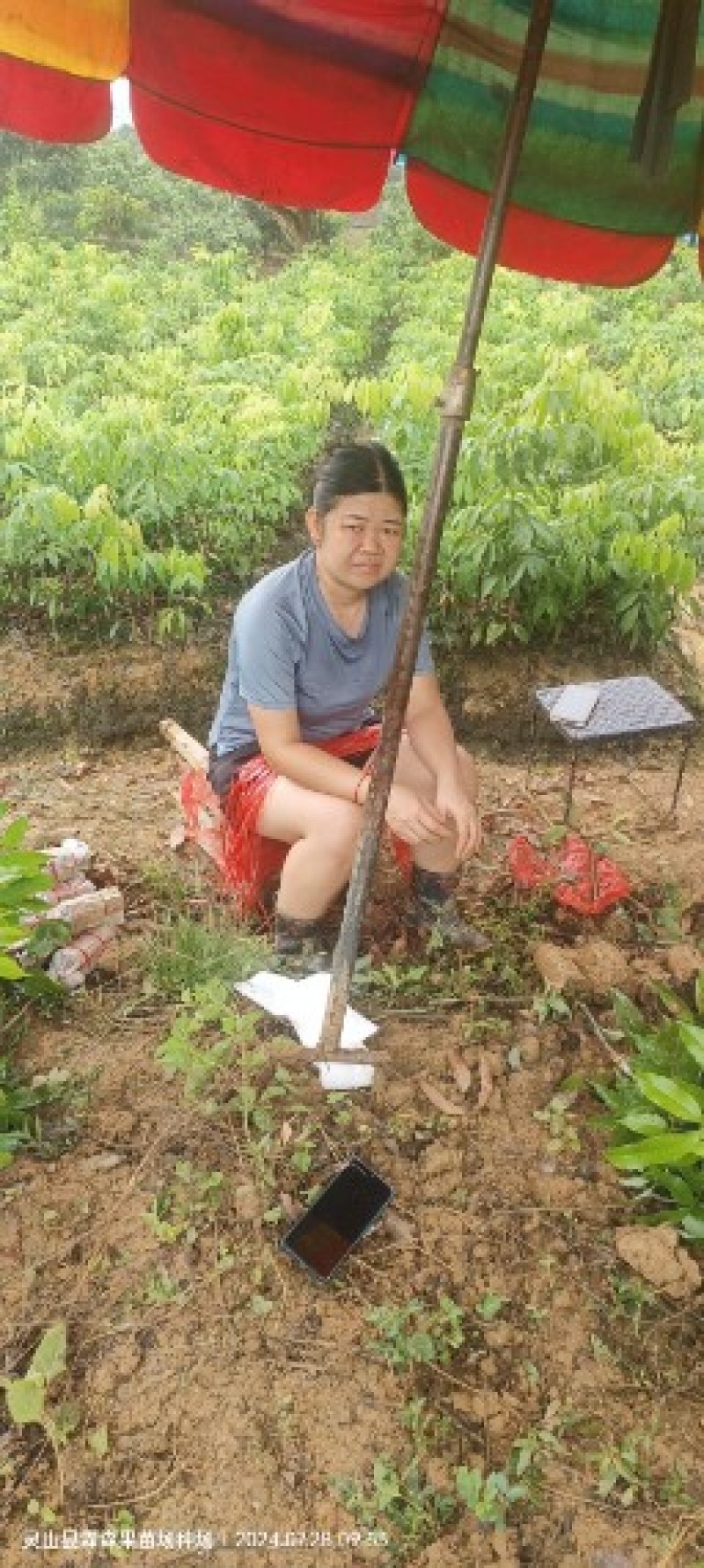 仙进奉，水荔，岭丰糯，情人荔，无核荔，桂花香，妃子笑