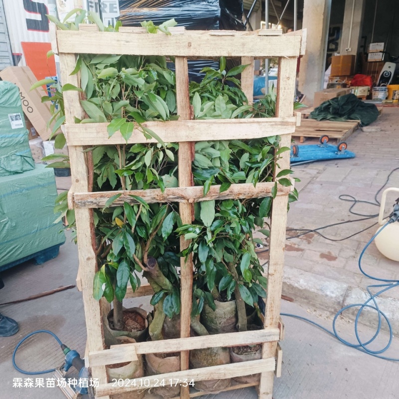 仙进奉，水荔，岭丰糯，情人荔，无核荔，桂花香，妃子笑