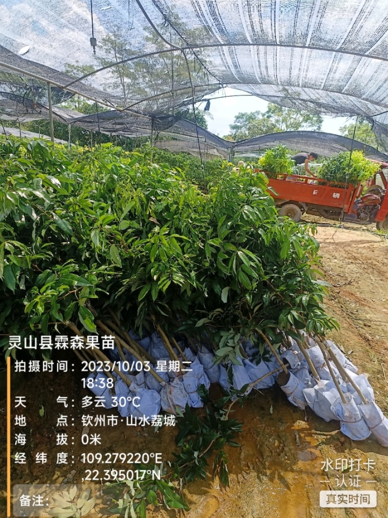 仙进奉，水荔，岭丰糯，情人荔，无核荔，桂花香，妃子笑