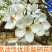 砀山酥梨花粉，新疆山东东北**应！