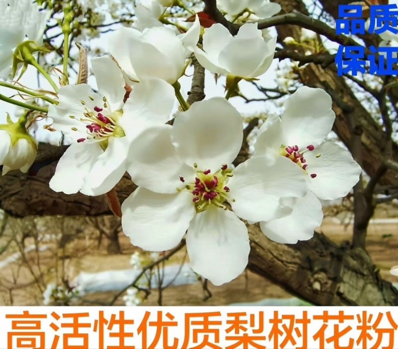 砀山酥梨花粉，新疆山东东北**应！