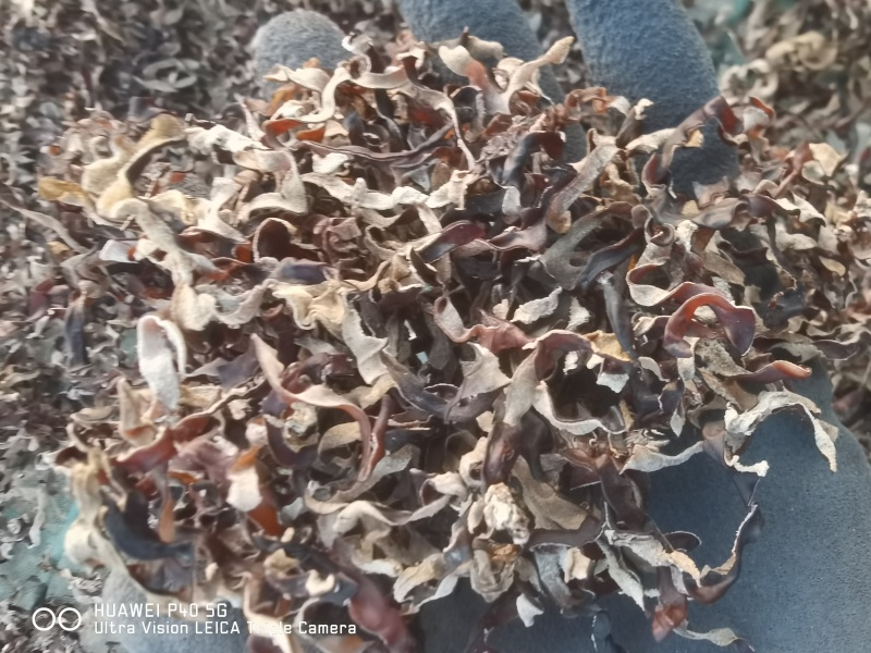 木耳丝干货螺蛳粉商用米线酸辣粉肉厚白背黑毛木耳丝