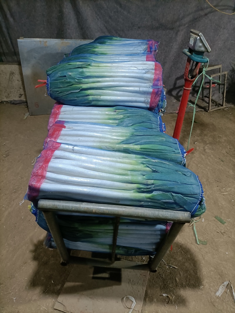 精品大葱毛葱净葱量大从优质量保证诚信经营欢迎咨询
