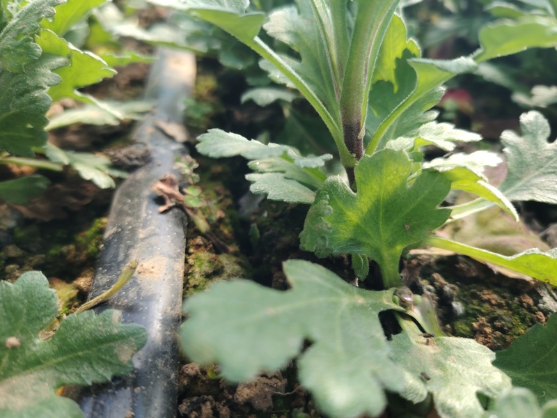 基地白扇种苗白扇苗白菊苗清明花苗