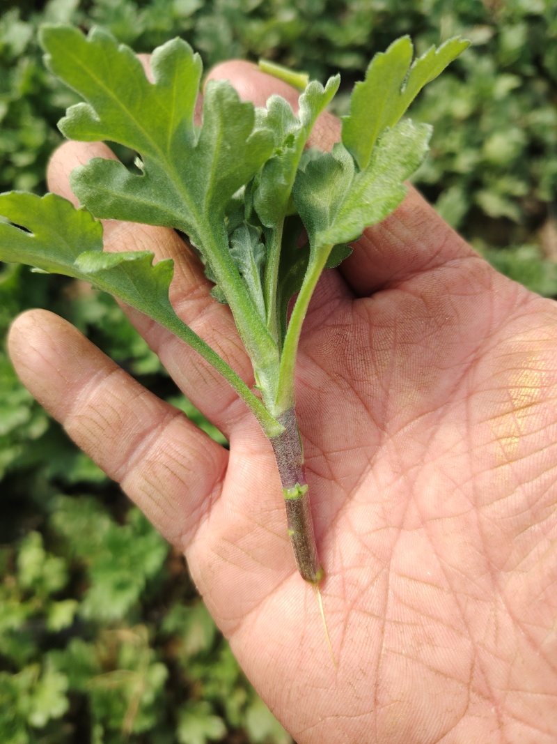 基地白扇种苗白扇苗白菊苗清明花苗