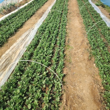 基地白扇种苗白扇苗白菊苗清明花苗