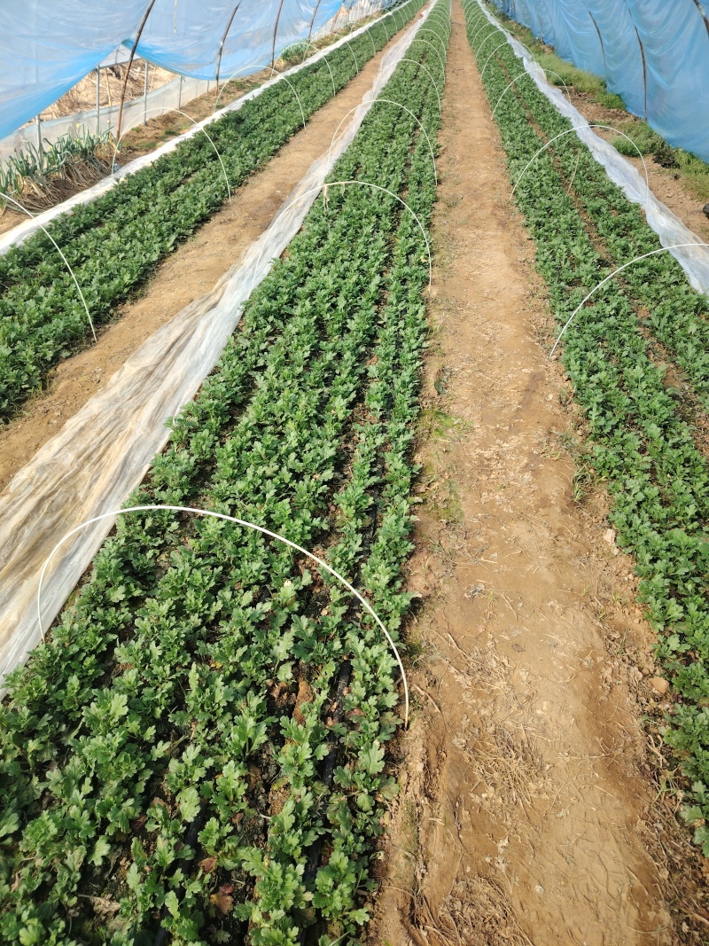 基地白扇种苗白扇苗白菊苗清明花苗