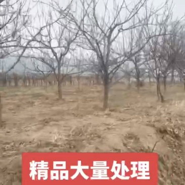 柿子树