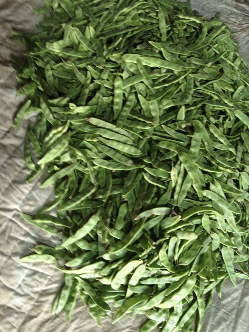 一点红油豆角！精品货通货都有，以质论价！货源充足！