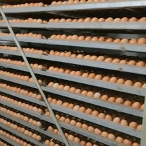 加红芦花12号15号有余雏有需要的老板提前预定