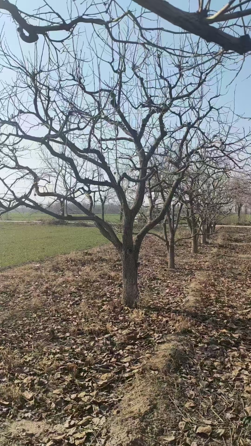 柿子树