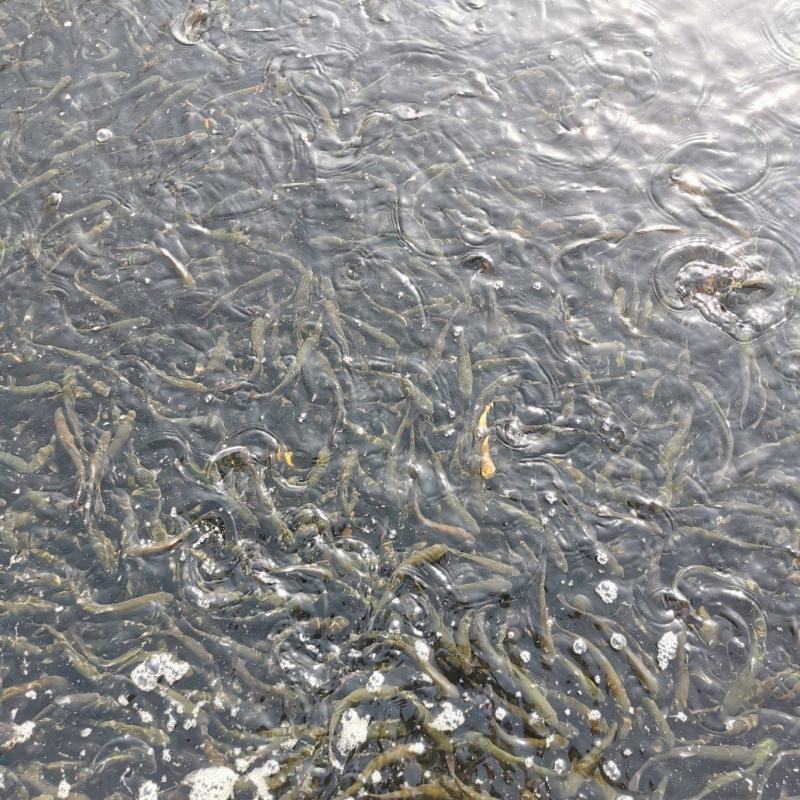 虹鳟鱼苗