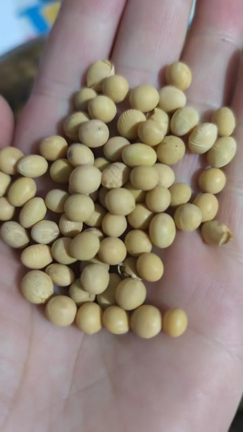 大豆每天都在装车