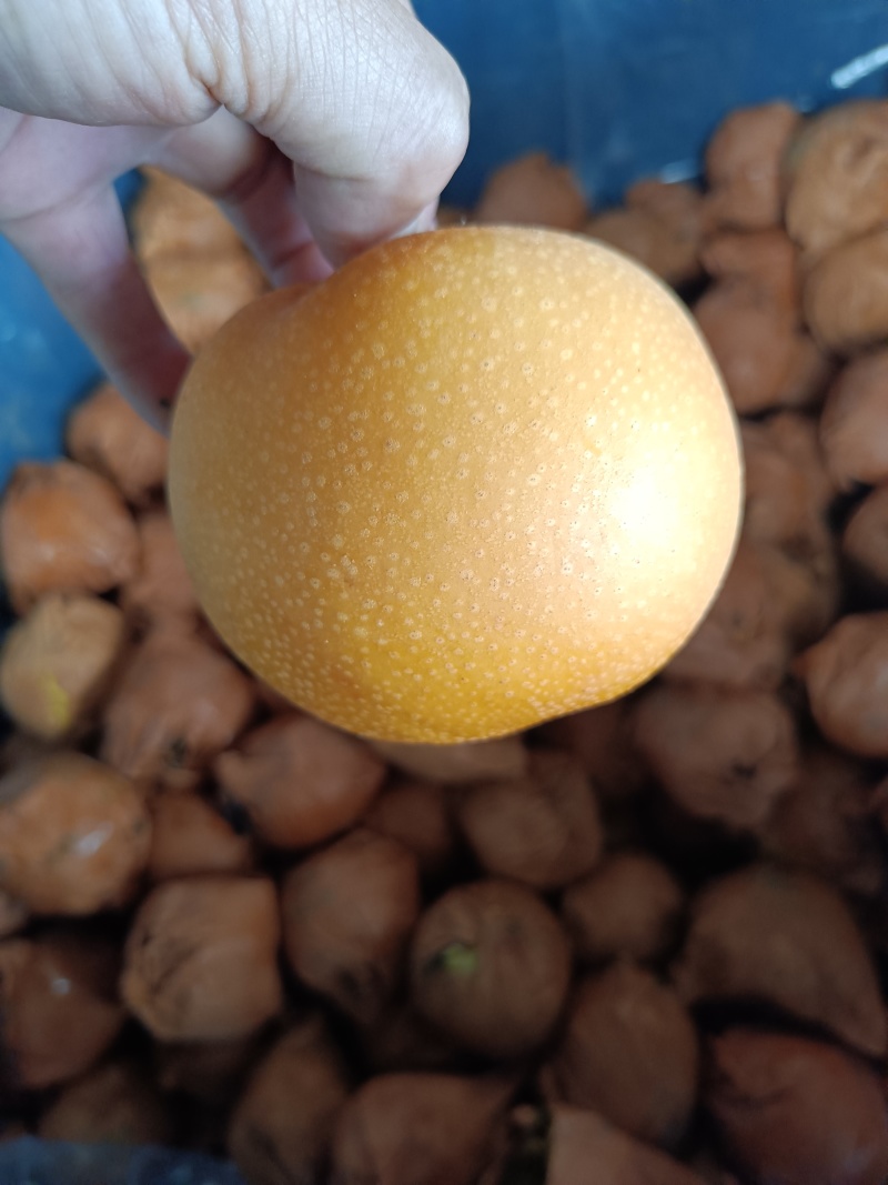 青岛精品梨秋月梨口感好一手货源产地直发量大价优