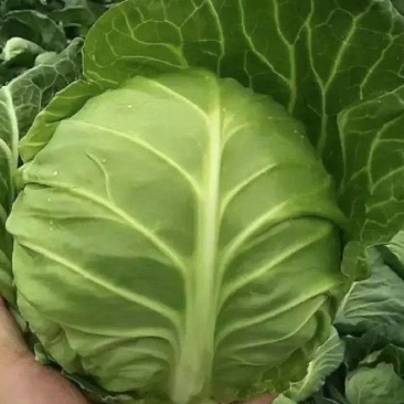 甘蓝圆包菜湖北甘蓝产地一手货源保质保量可视频看