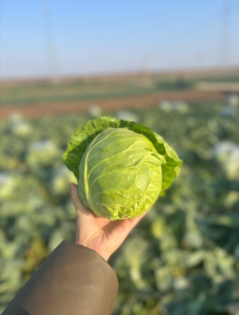 甘蓝圆包菜湖北甘蓝产地一手货源保质保量可视频看