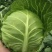 甘蓝圆包菜湖北甘蓝产地一手货源保质保量可视频看