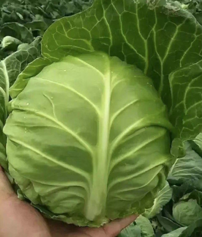 甘蓝圆包菜湖北甘蓝产地一手货源保质保量可视频看