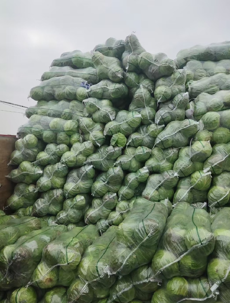 甘蓝圆包菜湖北甘蓝产地一手货源保质保量可视频看