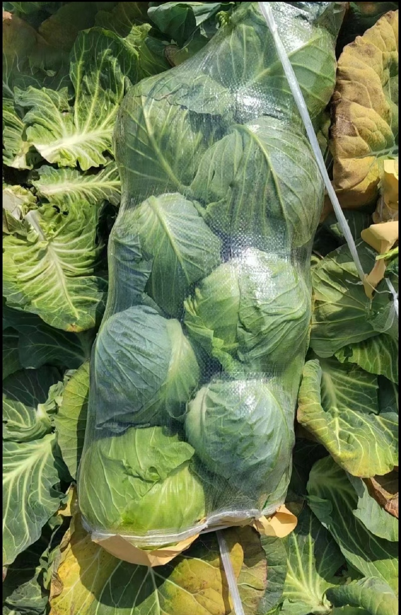 甘蓝圆包菜湖北甘蓝产地一手货源保质保量可视频看