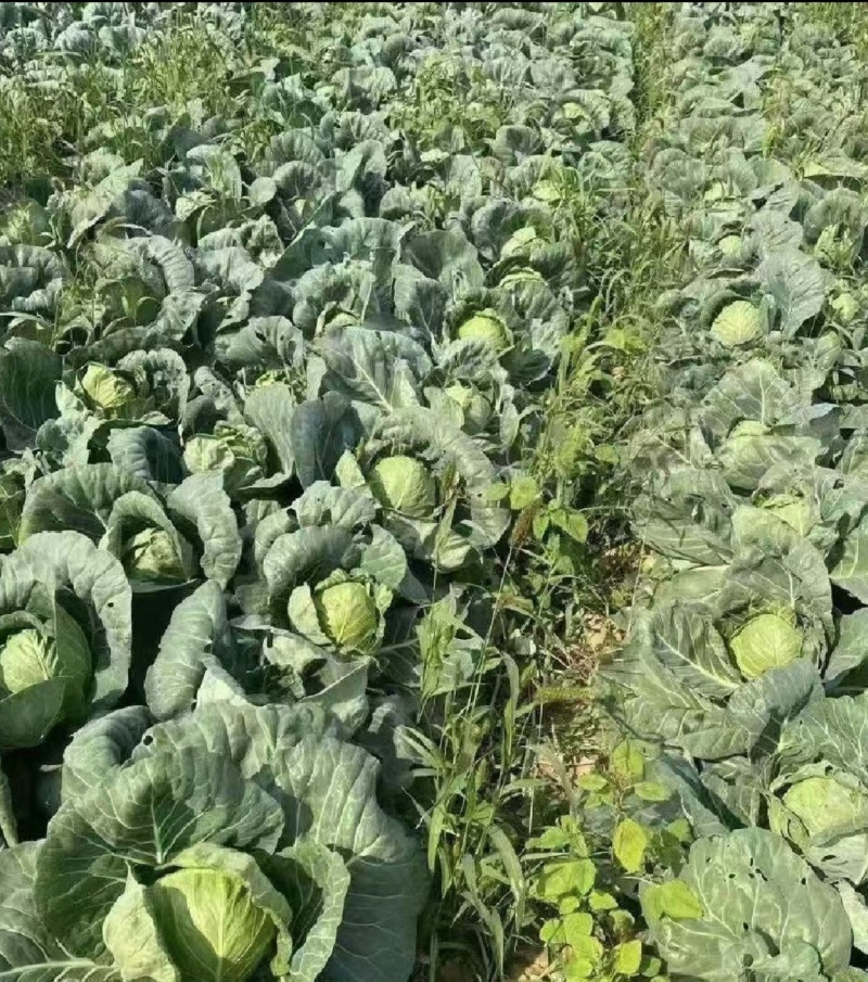 甘蓝圆包菜湖北甘蓝产地一手货源保质保量可视频看