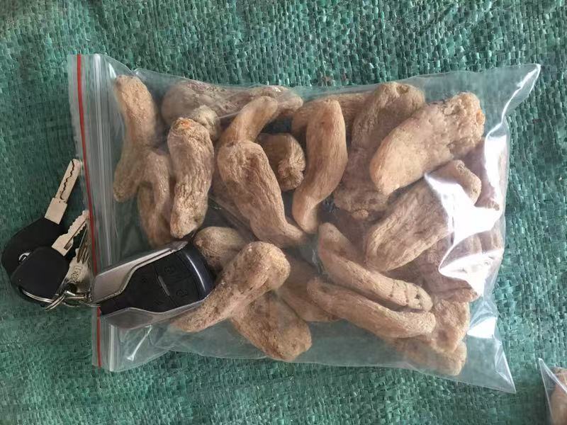 彝良县小草呗精品天麻片一手货源价格美丽欢迎咨询
